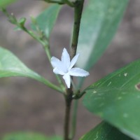 <i>Pseuderanthemum latifolium</i>  (Vahl) B.Hansen